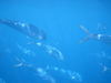 IMG_9564-82b4f.jpg