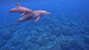 dolfin1.jpg