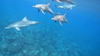 dolfin2.jpg