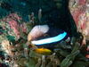 enoura3.JPG