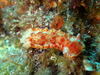 image36.jpg