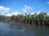 iriomote2.jpg
