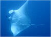 manta2.jpg